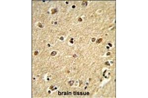 Formalin-fixed and paraffin-embedded human brain tissue reacted with PLCB2 Antibody (N-term), which was peroxidase-conjugated to the secondary antibody, followed by DAB staining. (Phospholipase C beta 2 Antikörper  (N-Term))