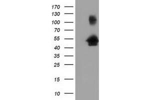 Image no. 1 for anti-Golgi Reassembly Stacking Protein 1, 65kDa (GORASP1) antibody (ABIN1498489) (GORASP1 Antikörper)