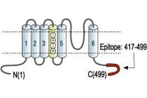 Representative domain view of the target of ABIN7043517.