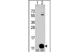 Western blot analysis of PHPT1 (arrow) using rabbit PHPT1 polyclonal antibody . (PHPT1 Antikörper  (N-Term))