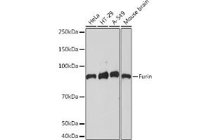 Western blot analysis of extracts of various cell lines, using Furin Rabbit mAb (ABIN7267277) at 1:1000 dilution. (FURIN Antikörper)