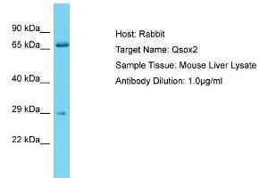 Host: Rabbit Target Name: Qsox2 Sample Type: Mouse Liver lysates Antibody Dilution: 1. (QSOX2 Antikörper  (C-Term))