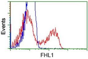 HEK293T cells transfected with either RC203478 overexpress plasmid (Red) or empty vector control plasmid (Blue) were immunostained by anti-FHL1 antibody (ABIN2453040), and then analyzed by flow cytometry. (FHL1 Antikörper)