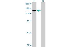 Western Blot analysis of STK31 expression in transfected 293T cell line by STK31 MaxPab polyclonal antibody.