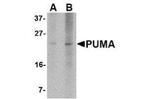 Image no. 1 for anti-BCL2 Binding Component 3 (BBC3) (AA 76-170) antibody (ABIN1491660) (PUMA Antikörper  (AA 76-170))