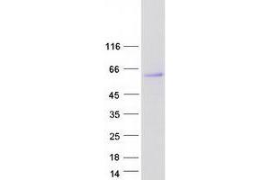 Western Blotting (WB) image for Homocysteine-Inducible, Endoplasmic Reticulum Stress-Inducible, Ubiquitin-Like Domain Member 1 (HERPUD1) (Transcript Variant 1) protein (Myc-DYKDDDDK Tag) (ABIN2722639)