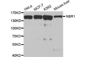 NBR1 Antikörper
