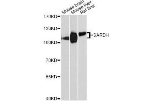 Western blot analysis of extracts of various cell lines, using SARDH Antibody (ABIN5996466) at 1:3000 dilution. (SARDH Antikörper)