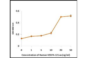 Activity Assay (AcA) image for Vascular Endothelial Growth Factor (VEGF) (Active) protein (ABIN5509529)