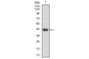 Image no. 2 for anti-Heat Shock Transcription Factor 4 (HSF4) antibody (ABIN1498728) (HSF4 Antikörper)