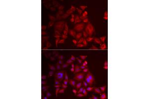 Immunofluorescence analysis of U2OS cells using XCL1 antibody (ABIN5973809).