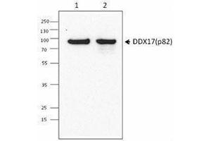 Western Blotting (WB) image for anti-DEAD (Asp-Glu-Ala-Asp) Box Polypeptide 17 (DDX17) antibody (ABIN2664924) (DDX17 Antikörper)