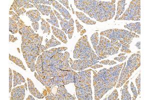 ABIN7094679 and ABIN7098730 at 1/100 staining Rat pancreatic tissue by IHC-P. (CLPB Antikörper  (Internal Region))