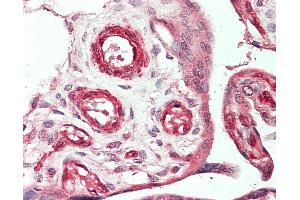 Anti-VEGFC antibody IHC staining of human placenta. (VEGFC Antikörper  (HRP))