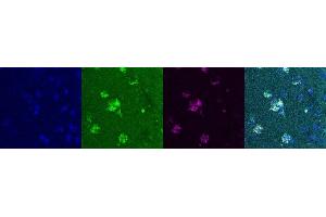 Immunohistochemistry (IHC) image for anti-Somatostatin (SST) antibody (ABIN7455969) (Somatostatin Antikörper)