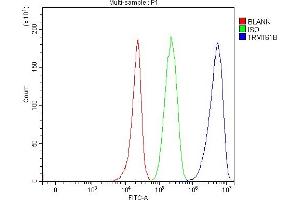 Flow Cytometry analysis of 293T cells using anti-TRMT61B antibody (ABIN7602334). (TRMT61B Antikörper  (AA 7-477))
