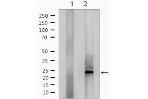 Western blot analysis of extracts from mouse lung, using RANBP1 Antibody. (RANBP1 Antikörper  (N-Term))