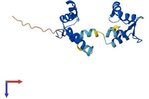 MYL12B Protein (AA 1-172) (His tag)