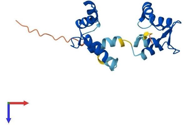 MYL12B Protein (AA 1-172) (His tag)