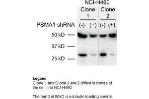 Sample Type: Human non-small cell lung cancer (NCI-460)Primary Dilution: 1:2000Secondary Dilution: 1:300050kDa band is a tubulin loading control band PSMA1 is strongly supported by BioGPS gene expression data to be expressed in Human NCI460 cells (PSMA1 Antikörper  (C-Term))