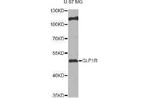 Western blot analysis of extracts of U-87MG cells, using GLP1R antibody (ABIN6292480) at 1:1000 dilution. (GLP1R Antikörper)
