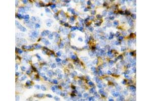 Immunohistochemical staining of paraffin embedded mouse spleen tissue section with Il7 polyclonal antibody . (IL-7 Antikörper  (N-Term))