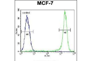 Flow cytometric analysis of MCF-7 cells (right histogram) compared to a negative control cell (left histogram). (KSR2 Antikörper  (C-Term))