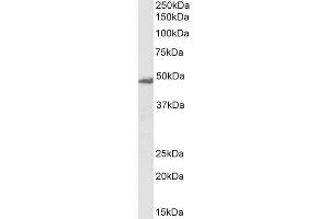 ABIN184756 (0. (Flotillin 1 Antikörper  (C-Term))