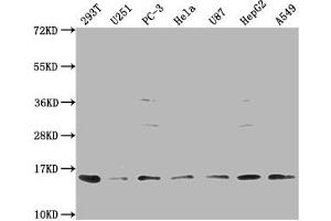 Western Blot Positive WB detected in: 293T whole cell lysate, U251 whole cell lysate, PC-3 whole cell lysate, Hela whole cell lysate, U87 whole cell lysate, HepG2 whole cell lysate, A549 whole cell lysate All lanes: FABP4 antibody at 1:1000 Secondary Goat polyclonal to rabbit IgG at 1/50000 dilution Predicted band size: 15 kDa Observed band size: 15 kDa (FABP4 Antikörper  (AA 6-132))