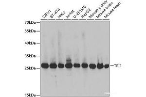 Western blot analysis of extracts of various cell lines using TPI1 Polyclonal Antibody at dilution of 1:1000. (TPI1 Antikörper)
