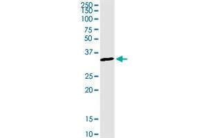 WBSCR22 MaxPab rabbit polyclonal antibody. (WBSCR22 Antikörper  (AA 1-281))