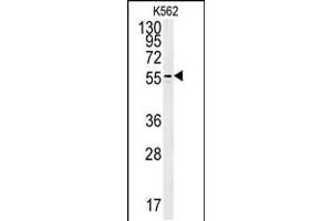 Western blot analysis in K562 cell line lysates (35ug/lane). (PAOX Antikörper  (AA 467-496))