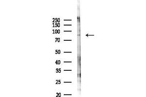 Western blot analysis of lysates from 293 cells(UV 30 min treatment), using CCDC82 Antibody at 1/1000 dilution.