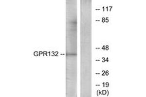 Western Blotting (WB) image for anti-G Protein-Coupled Receptor 132 (GPR132) (AA 311-360) antibody (ABIN2890843) (G Protein-Coupled Receptor 132 Antikörper  (AA 311-360))