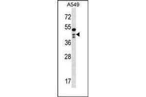 Western blot analysis of OBFC1 Antibody (C-term) in A549 cell line lysates (35ug/lane). (OBFC1 Antikörper  (C-Term))
