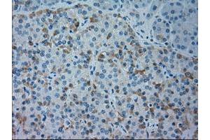 Immunohistochemistry (IHC) image for anti-Goosecoid Homeobox (GSC) (AA 107-257) antibody (ABIN1490824) (GSC Antikörper  (AA 107-257))