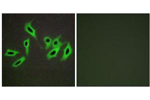 Immunofluorescence analysis of HepG2 cells, using Heparin Cofactor II antibody. (SERPIND1 Antikörper  (N-Term))