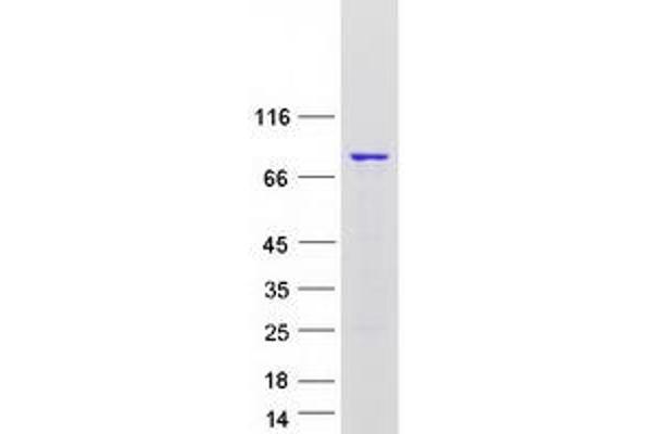 HNRNPR Protein (Transcript Variant 2) (Myc-DYKDDDDK Tag)