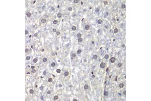 Immunohistochemistry of paraffin-embedded mouse liver using U2AF1 antibody (ABIN5970409) at dilution of 1/200 (40x lens). (U2AF1 Antikörper)