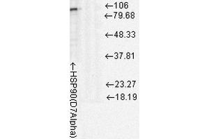 Western Blot analysis of Rat cell lysates showing detection of Hsp90 protein using Mouse Anti-Hsp90 Monoclonal Antibody, Clone D7Alpha . (HSP90 Antikörper  (Atto 390))