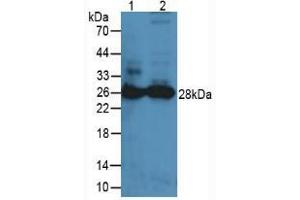 Western blot analysis of (1) Mouse Lung Tissue and (2) Mouse Spleen Tissue. (PRTN3 Antikörper  (AA 24-249))