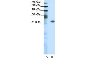 Western Blotting (WB) image for anti-BUD31 Homolog (BUD31) antibody (ABIN2461711) (BUD31 Antikörper)