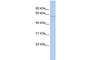 WB Suggested Anti-RCOR3 Antibody Titration:  0. (RCOR3 Antikörper  (N-Term))