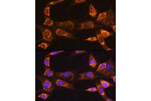 Immunofluorescence analysis of NIH/3T3 cells using R Rabbit pAb (ABIN7269787) at dilution of 1:100. (RABL3 Antikörper  (AA 1-236))