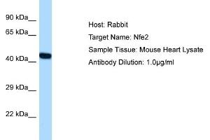 Host: Rabbit Target Name: NFE2 Sample Tissue: Mouse Heart Antibody Dilution: 1ug/ml (NFE2 Antikörper  (C-Term))