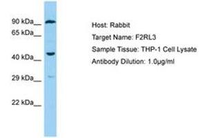 Image no. 1 for anti-Coagulation Factor II (Thrombin) Receptor-Like 3 (F2RL3) (C-Term) antibody (ABIN6750180) (F2RL3 Antikörper  (C-Term))