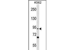 TSGA10 Antibody (N-term) (ABIN1881950 and ABIN2838664) western blot analysis in K562 cell line lysates (35 μg/lane).