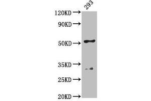 Western Blot Positive WB detected in: 293 whole cell lysate All lanes: FIZ1 antibody at 4. (FIZ1 Antikörper  (AA 252-410))