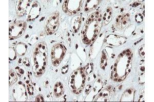 Immunohistochemical staining of paraffin-embedded Human Kidney tissue using anti-SAMHD1 mouse monoclonal antibody. (SAMHD1 Antikörper)