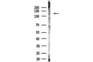 anti-SEC31 Homolog B (SEC31B) antibody